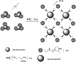 Schematic illustration of Hcy-involved assembling of PEI-capped Ag-nanoclusters.