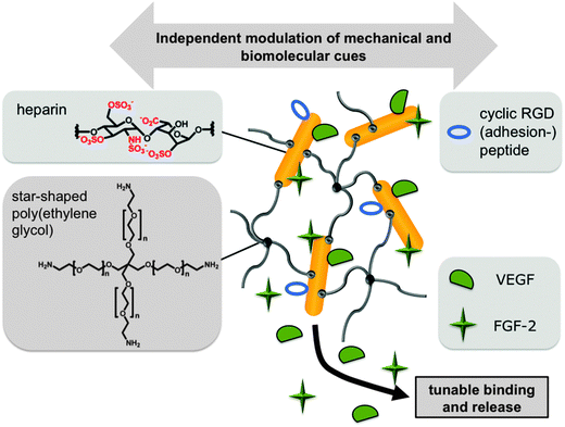 Injectable and biodegradable hydrogels: gelation Injectable and biodegradable hydrogels: gelation