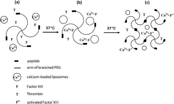 Injectable and biodegradable hydrogels: gelation Injectable and biodegradable hydrogels: gelation