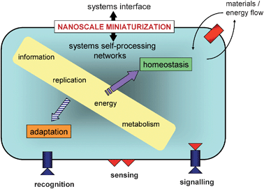 Systems representation of cellular life showing core criteria of immediate interest for the design and construction of protocell models.7 Two primary mechanistic features must emerge for life; (i) a systems interface with the environment based on the cell membrane and embedded protein-based sensors, and (ii) a systems network for internalized self-processing via processes of metabolism, replication etc. Together, these processes constitute a dissipative non-equilibrium system that operates through nanoscale miniaturization and is maintained by continuous active exchange between the intracellular milieu and surrounding environment. The self-referential nature of life is manifest in the steady state of materials and energy fluxes (homeostasis), which necessitates that the hierarchical networks of internal self-processing must be capable of passively or actively assimilating novel environmental inputs into pre-existing processes without undermining viability. In tension with this implicit conservative nature, is the enduring ability of the cell to adapt to novel disturbances by permanent transformations in the systems interface and internal processing networks to maintain and enhance viability. This is not realized at the level of the individual cell but by selection pressures on cell populations (Darwinian evolution).