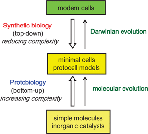 Approaches to the design and construction of primitive cells. See text for details.