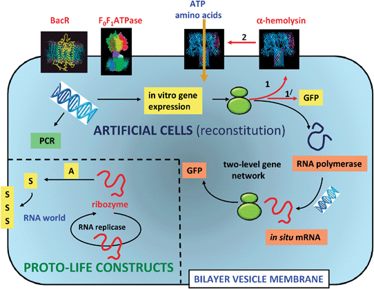 Experimental design for protocell models based on phospholipid or fatty acid vesicles. Two scenarios are illustrated; the reconstitution and operation of functional components inside the vesicles (artificial cells), and the construction of vesicles with prebiotically relevant components (proto-life constructs). In the former, single genes or simple gene networks derived from modern cells can be used to express proteins and enzymes that have functional relevance as fluorescent markers (GFP), membrane porins (α-hemolysin) and catalysts for mRNA synthesis (RNA polymerase). The translation of mRNA into proteins occurs via entrapped ribosomes (green structures). Entrapped DNA strands can be amplified by temperature cycling using polymerase chain reaction (PCR) procedures. Proton transport proteins such as bacteriorhodopsin (BacR) and F0F1ATPase can be incorporated into the vesicle membrane by direct addition of the biomolecules. Alternatively, prebiotically plausible components such as catalytically active strands of RNA (ribozymes), or nucleic acid templates that participate in non-enzymatic extension to produce double stranded informational polymers, are incorporated into the vesicles. Ideally, a single RNA molecule that could self-replicate (RNA replicase) and act as a ribozyme for the synthesis of new membrane components, could represent the simplest protocell model comprising primitive aspects of metabolism, replication and compartmentalization within a RNA world.31