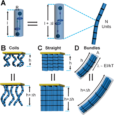 
          Machine
          assemblies muscle-up. (A) A bistable [c2]daisy chain which can expand and contract and its simplified representation as a cylinder of radius R and length l (upon stimulation, expandable by Δl). The molecules form linear chains of N switching units. These polymers can be attached to a supporting surface as (B) sparsely, as partly coiled polymer brushes or (C) densely packed, as stretched chains. Another possible arrangement is that of muscle-like bundles (D) comprising M chains, and characterized by persistence length λ. This length scales as EI/kT89 where E is the Young's modulus and I is the moment of inertia proportional to the bundle's cross-sectional area, A. This scaling of I with A implies that λ is proportional to the number, M, of individual chains forming a bundle.