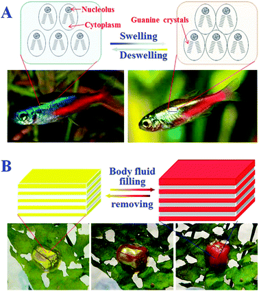 Bio-inspired variable structural color materials - Chemical Bio-inspired variable structural color materials - Chemical