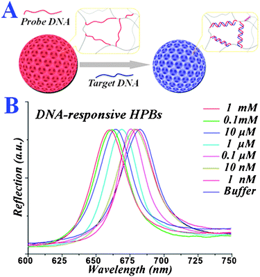 Bio-inspired variable structural color materials - Chemical Bio-inspired variable structural color materials - Chemical