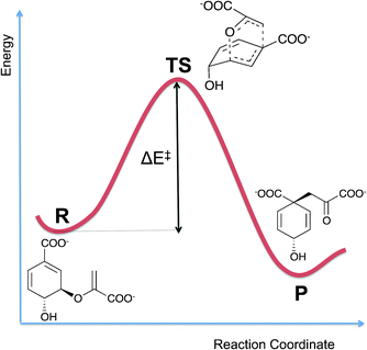 Energy profile for a reaction proceeding from reactants (R) to products (P) via a transition state (TS). The energy barrier for the reaction (ΔE‡) is the difference in energy between the reactants and transition state. The example reaction given here is the Claisen rearrangement of chorismate to form prephenate, which is catalysed by the enzyme chorismate mutase (see Section 5.2).