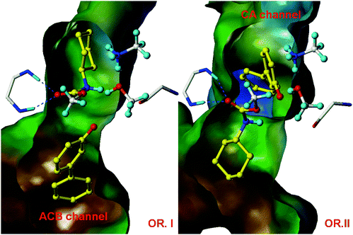 Fatty acid amide hydrolase (FAAH) is a promising pharmaceutical target for the treatment of pain, anxiety and depression. QM/MM calculations on the formation of the covalent adduct between FAAH and the O-arylcarbamate inhibitor URB524 showed that reaction was only possible in one of the two possible binding modes shown here (OR. II), thus identifying the productive binding mode. This prediction was subsequently validated by X-ray crystallography.14 Figure reproduced from ref. 15