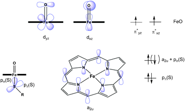 Schematic representation of the singly occupied molecular orbitals in a truncated model of Compound I, the active species in cytochrome P450, in the quartet spin state. The alternative spin orientation for the electron in the a2u + pσ (S) orbital shown in parentheses corresponds to the doublet spin state. The doublet and quartet spin states are close in energy and hence both can be involved in reaction.29,32,33