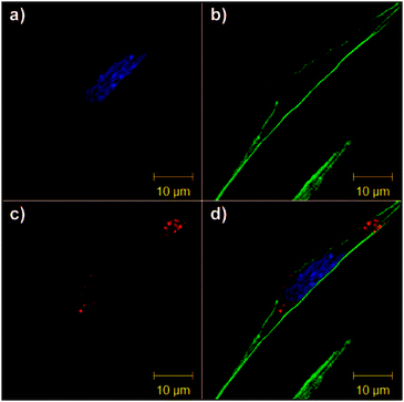 Sub-nanometre sized metal clusters: from synthetic challenges to 