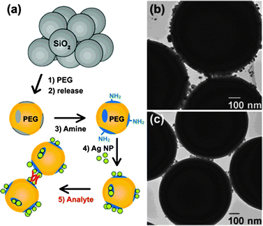 Molecularly-mediated assemblies of plasmonic nanoparticles for