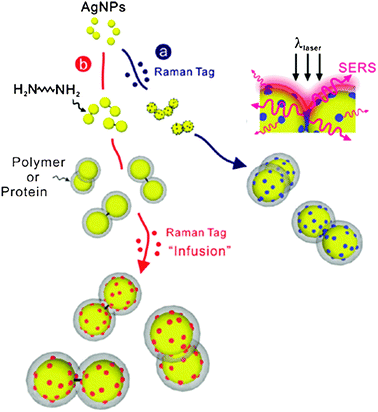Molecularly-mediated assemblies of plasmonic nanoparticles for