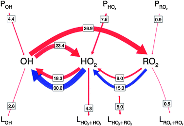 Schematic of the chemistry of tropospheric OH radicals during PRIDE-PRD as proposed by Hofzumahaus et al. (2009).22 The arrows represent chemical processes which generate (P), remove (L) or interconvert radicals with the width of the arrows scaled to reactions rates (ppbv h−1) at 12:00 LT, given by the numbers in the boxes. The red arrows represent known reaction pathways and the blue arrows the additional recycling processes required to maintain the high levels of OH observed. (Reproduced from ref. 22, Copyright (2009), with permission from American Association for the Advancement of Science.)