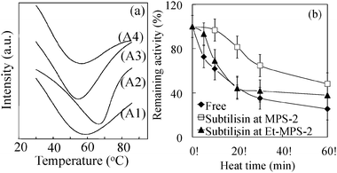 (a) Differential scanning calorimetry curves for free subtilisin (A1) and subtilisin immobilized on No-MPS-2 (A2), Et-MPS-2 (A3), and SH-MPS-2 (A4). (b) Thermal stability as a function of time for free subtilisin and subtilisin immobilized on No-MPS-2 and Et-MPS-2 at 60 °C in 10 mM phosphate buffer (pH 7.0). Initial activities are considered as 100%.