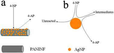 A schematic diagram (not to scale) to illustrate the proposed mechanism of reduction of 4-NP to 4-AP using (a) AgNPs/PANINFs nanocomposites and (b) AgNPs alone as catalysts.