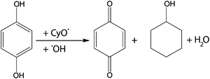 Reaction mechanism illustrating the effect of hydroquinone terminating a radical chain by scavenging free cyclohexoxy and hydroxyl radicals.