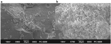 SEM images of (a) SiO2 and (b) MoO3–SiO2.