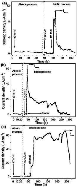 Chronoamperometric plots of Acetobacter aceti biofilm immobilized electrodes namely CP (a), NiCP (b) and TNiCP (c), respectively, towards ethanol oxidation carried out under both abiotic and biotic processes. The oxidation current density was monitored by poising the working electrode potential at 0.2,V vs. NCE using ethanol as an electron donor.