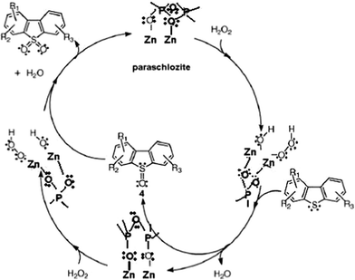 Reaction mechanism for oxidative desulfurization reaction as proposed by García-Gutiérrez et al.60