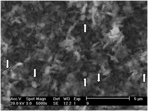 SEM micrograph of the Mo-10 sample. White arrows indicate crystalline MoO3.