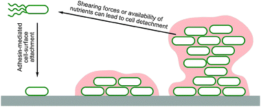 Cartoon illustrating biofilm formation by motile bacteria. Motile bacteria actively travel to a surface and attach via adhesins. Once attached some motility is lost and further adhesins and EPS components are made, generating a matrix. Continued twitching motility can give rise to mushroom shaped colonies and water channels. Variation in local conditions also leads to phenotypic diversification. Entrapped cell dispersion can be triggered by the action of shearing forces and/or the availability of nutrients.