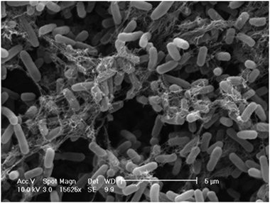 Environmental scanning electron micrograph of an engineered E. coli biofilm on day 6 after attachment, showing the presence of EPS (white fibrous material) and the development of mushroom structures, pores and channels.22