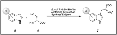 Tryptophan synthase mediated biotransformation of l-halotryptophan (7) from haloindole (5) and l-serine (6) catalysed by recombinant E. coli PHL644 biofilms. X = F, Cl or Br.22