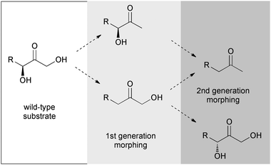 Substrate morphing pathways for conversion of dihydroxypropanone specificity towards propanone (double deletion) or inversion of stereoconfiguration (deletion/addition).