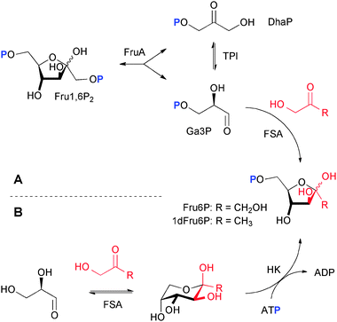 Enzymatic cascade conversions for the synthesis of screening compounds along alternative routes. (A) Sequence consisting of retroaldolization followed by aldol synthesis, and (B) sequence of aldol synthesis followed by phosphorylation; respective yields for Fru6P 94%/88%, and for 1dFru6P 96%/73%. P denotes phosphate ester.