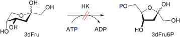 Attempted phosphorylation of 3-deoxyfructose.