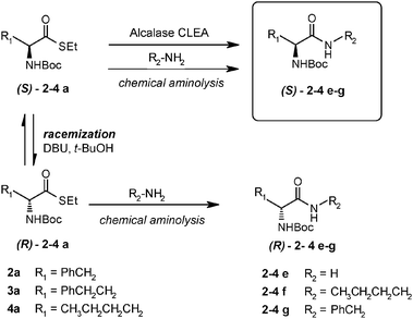 DKR in amide formation and competition with chemical amidation.