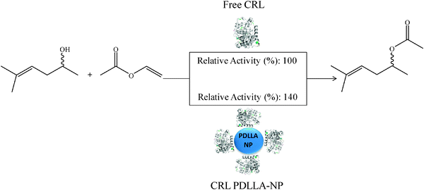 Sulcatol transesterification with vinyl acetate, catalyzed by free and immobilized CRL.