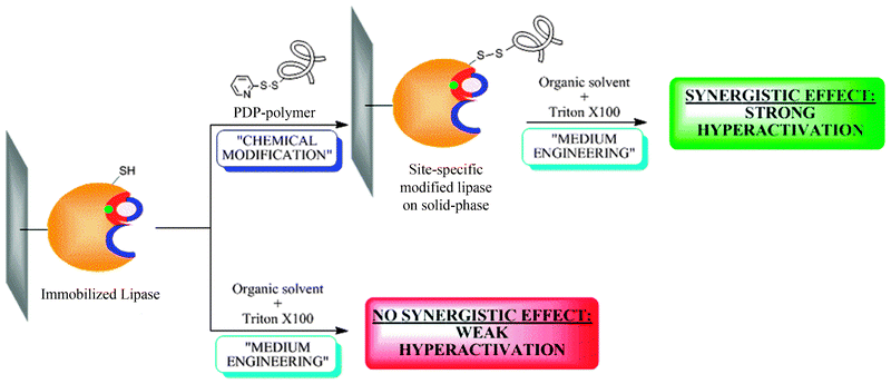 Synergistic effect of medium-engineering on site-directed chemically modified BTL2.