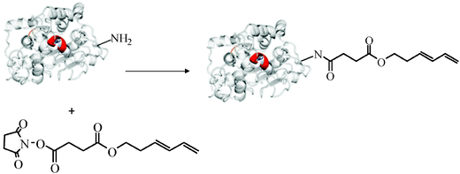 Site-directed anchoring of a trans–trans hexadiene moiety to the N-terminus of CAL-B.47 Reproduced by permission of The Royal Society of Chemistry.