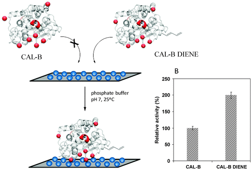 Immobilization of CAL-B on Q-Sepharose supports. (A) Immobilization scheme. (B) Relative specific activity of unmodified CAL-B and the CAL-B diene.47 Reproduced by permission of The Royal Society of Chemistry.