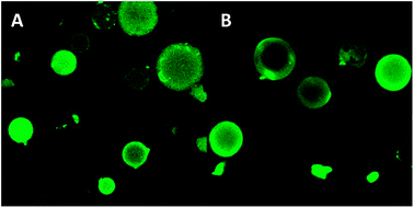 CLSM microphographs of the (A) hydrophilic and (B) hydrophobic mesoporous spheres with the immobilized fluorescent-labelled lipase.50 Reproduced by permission of The Royal Society of Chemistry.