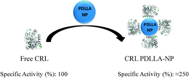 Hyperactivating immobilization of CRL onto the PDLLA-NP surface.