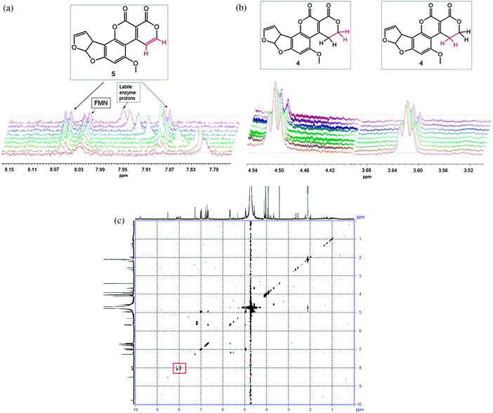 Appearance of doublets from the oxidised AFG1 (top left), the reduction of the triplets on the corresponding carbon atoms (top right) and the COSY spectrum of the final reaction mixture (bottom), with the signals from the alkene hydrogens in 5 indicated by a red square. The broad peak attributable to the labile enzyme protons shifts throughout the course of the reaction due to the change in pH/pD upon hydrolysis of the lactone of 5. The diagnostic groups are shown in red.