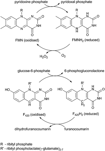Recycling of FMN (top) in vitamin B6 biosynthesis and F420 (bottom) in aflatoxin degradation.