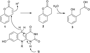 Hydride transfer from cofactor F420H2 to α,β-unsaturated ester of coumarin.