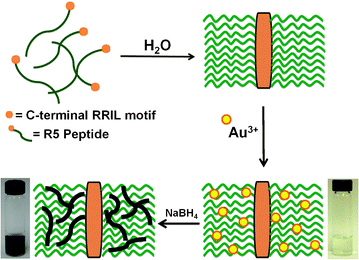 Proposed mechanism for the formation of Au NPNs using the self-assembling R5 peptide as a template.