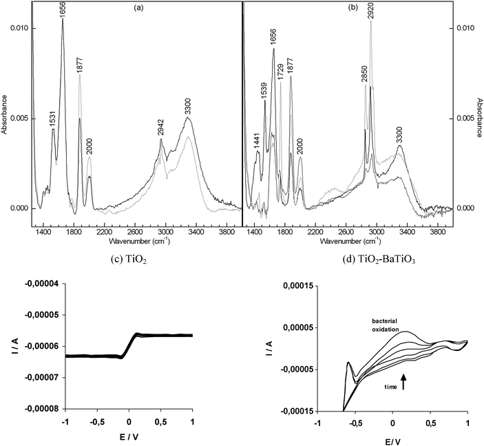 The evidence for bacterial peroxidation. (a) The ATR-FTIR spectra of the bacteria spread on the TiO2 layer set aside for 2 hours in the absence of light (black) and in the presence of daylight (grey). (b) Similar to (a) with bacteria immobilized on TiO2–BaTiO3 in the absence of light (black) and in the presence of daylight (light and dark grey). (c) The evolution of cyclic voltammograms of the bacteria in PBS buffer in the presence of TiO2 recorded in daylight. (d) Similar to (c) in the presence of TiO2–BaTiO3. The irreversible peaks of oxidation are observable from −0.5 to 0.5 V vs. Ag/AgCl.