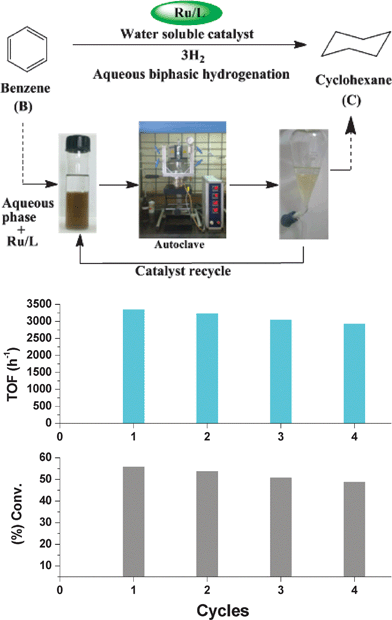 Recycling of Ru/BiphTS catalyst for the hydrogenation of benzene. Reaction conditions: Benzene/Ru = 6000, RuCl3·3H2O = 0.011 mmol, BiphTS/Ru = 4, decane = 100 mg, Brij-30 = 11 mmol L−1, water = 15 mL, Temp. = 80 °C, pH2 = 3.0 MPa, reaction time = 60 min.