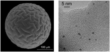 (a) ESEM (secondary electrons, 700 magnifications, 25 kV, 1 torr) and (b): TEM image (350 k magnifications) of 50WX2-Pd0 resin (Li+, 50–100 mesh, 1% Pd, obtained by H2 reduction, before use in catalysis).