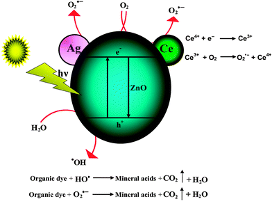 Mechanism of degradation of NBB by Ce–Ag–ZnO.