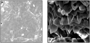 The SEM images of (a) CLEAs and (b) p-CLEAs. The starch concentration in preparing p-CLEAs was 0.4% (w/v).