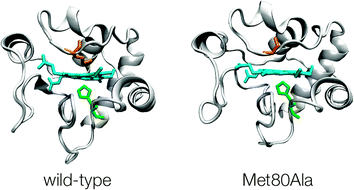 Three dimensional structure representation of (His, Met) ligated wild-type yeast cytochrome c (YCC) and (His, OH−) ligated M80A variant. PDB codes for YCC and M80A are 1YCC and 1FHB, respectively.