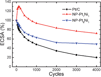 Loss of ECSA of Pt/C, NP-Pt1Ni1, and NP-Pt6Ni1 catalysts as a function of cycling number in N2-purged 0.1 M HClO4 solution at 30 °C (0.04–1.3 V vs.RHE, scan rate 20 mV s−1).