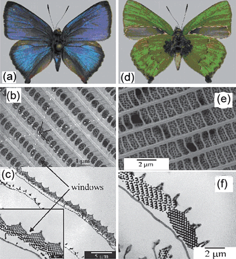 Butterflies: inspiration for solar cells and sunlight water-splitting  catalysts - Energy & Environmental Science (RSC Publishing)  DOI:10.1039/C2EE03595B