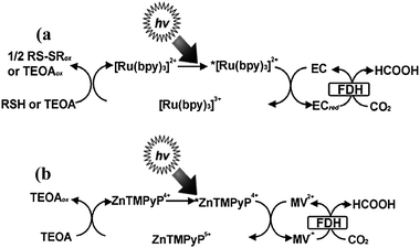 Photochemical and enzymatic CO2 conversion to formic acid (a) with a system consisting of an electron donor (RSH or TEOA), [Ru(bpy)3]2+, bipyridinium salt (EC) and FDH, and (b) with a system consisting of TEOA, ZnTMPyP4+, bipyridinium salt (MV2+), and FDH. Reprinted with permission from ref. 331. Copyright 2011 Wiley-VCH.