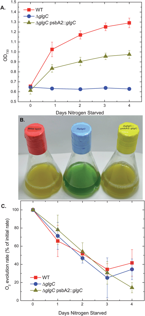 Optical densities (A), photograph (B), and light-saturated, oxygen-evolution rates (C) of Synechocystis sp. PCC 6803 cultures from WT, ΔglgC, and ΔglgC psbA2::glgC over a nitrogen starvation growth regime. Optical densities were measured as light absorbance of whole-cell suspensions at 730 nm. The photograph was of cultures after 4 days of nitrogen starvation. Oxygen-evolution rates were normalized to volume and listed as a percentage of the rates measured from replicate cultures that were not nitrogen starved on day 0. All samples had oxygen evolution activities within 1 standard deviation of each other when normalized to optical density at time zero.